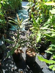 (Macadamia) ต้นแมคคาเดเมีย 350บาท | สายทองพืชสมุนไพร - บางพลี สมุทรปราการ