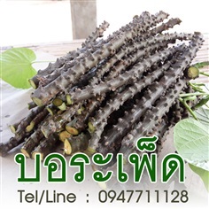 ขายกิ่งพันธุ์บอระเพ็ด ราคาถูก จัดส่งทั่วประเทศ | ฟามสุข - คลองหลวง ปทุมธานี