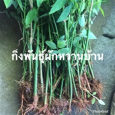 กิ่งชำผักหวานบ้าน ส่งเก็บเงินปลายทาง