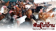 ขายพันธุ์ไก่บ้าน ไก่พื้นเมือง