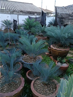 ปรง Cycas cairnsiana original จากประเทศ ออสเตรเลียแท้ๆ 