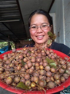 ขายเมล็ดและต้นกล้าหมากค้อ | เมล็ดพันธุ์ดี เกษตรวิถีไทย - เมืองระยอง ระยอง
