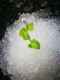 GreenPolymer สารอุ้มน้ำเพื่อการเกษตร  Potassium Polyacrylate