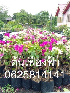 ต้นเฟื่องฟ้า | สวนดารินทร์ -  ปราจีนบุรี