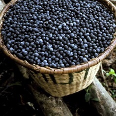 อาไซอิเบอร์รี่ (acai palmberry)