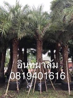 ต้นปาล์มอินทผาลัม | สวนพร้อมพันธุ์ไม้ -  ปราจีนบุรี