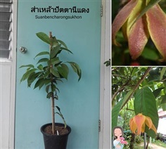 ส่าเหล้าปัตตานีแดง (ดอกหอม-หายาก) | สวนเบญจรงค์สุคนธ์ -  นครราชสีมา