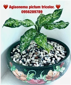  Aglaonema pictum tricolor.(เสือพราน 3สี)