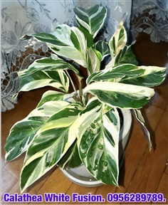 Calathea White Fusion . (คล้า) | อัญชัน seeds - สวนหลวง กรุงเทพมหานคร