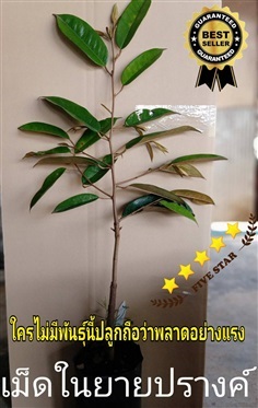 นกกระจิบ ทุเรียนสายพันธุ์เก่าแก่นนทบุรี 4 ต้น 900บ.ส่งฟรี