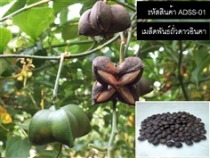  จำหน่ายเมล็ดพันธุ์ถั่วดาวอินคา (เมล็ดพันธุ์คุณภาพดี)