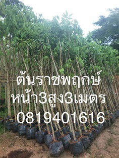 ต้นราชพฤกษ์3นิ้วสูง3เมตร