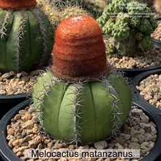 เมล็ดกระบองเพชร Melocactus Matazanus