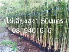 ไผ่เลี้ยง  1.50 เมตร (1ถุงมี3ต้น/ลำ)