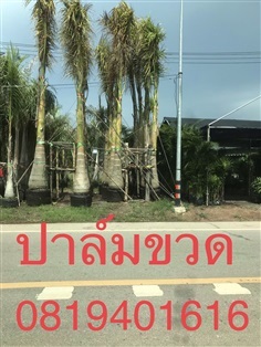 ต้นปาล์มขวด