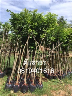 ต้นสาธร | สวนพร้อมพันธุ์ไม้ -  ปราจีนบุรี