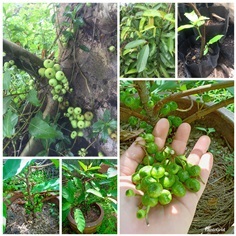 มะเดื่ออุทุมพร. มะเดื่อชุมพร ส่งเก็บเงินปลายทาง.  | วรรณพันธุ์ไม้ - เมืองตรัง ตรัง