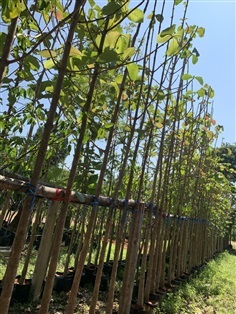 ต้นสักทอง
