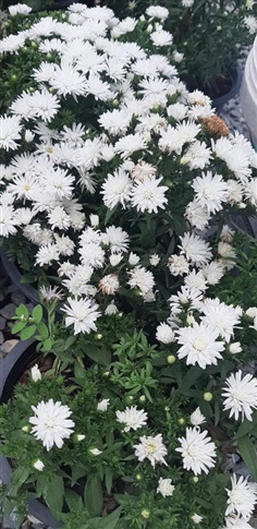 มาร์กาเร็ตแคระสีขาว - White margaret flower  (กทม)   | Kiattisak Pailay - บางกอกน้อย กรุงเทพมหานคร