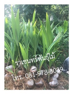 มะพร้าวแกงชุมพร 2