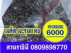 ขายเมล็ดมะรุมแห้ง ส่งทั่วไทย สินค้ามาตรฐาน