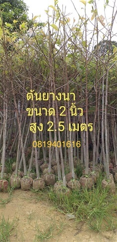 ยางนา 2 นิ้วสูง3เมตร