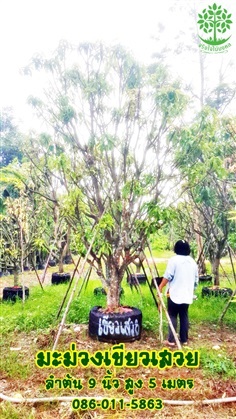 ขายต้นมะม่วงเขียวเสวย 9 นิ้ว สูง 5 เมตรฟอร์มสวย
