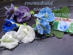 เมล็ดอัญชันสีน้ำเงิน สีขาว สีฟ้าคราม สี่ม่วง