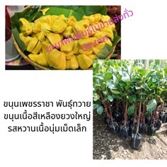 ต้นขนุนเพชรราชา