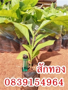 กล้าสักทอง