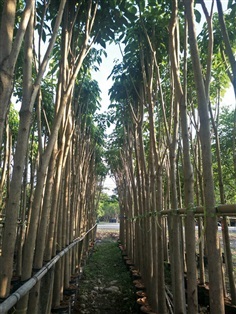 ชมพูพันทิพย์ | สวน สมศรี ไม้ประดับ - เมืองปราจีนบุรี ปราจีนบุรี