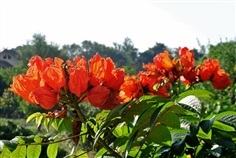 แคแสด African tulip