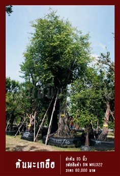 ต้นมะเกลือ NO.1322