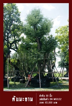 ต้นมะขาม NO.3152