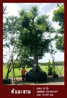 ต้นมะขาม NO.3407