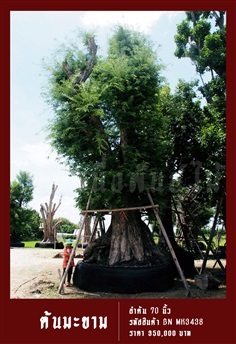 ต้นมะขามโบราณ NO.3438 | สวนเป็นหนึ่งพันธุ์ไม้ - วัฒนา กรุงเทพมหานคร