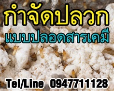 รับกำจัดปลวกแบบปลอดสารเคมี รับประกันตายยกรัง พร้อมดูแลตลอดปี