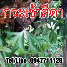 ขายต้นกระเช้าสีดา ราคาถูก พร้อมจัดส่งทั่วประเทศ