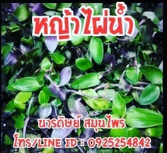 หญ้าไผ่น้ำ #บำรุงไต | นารดิษย์ สมุนไพร - คลองสามวา กรุงเทพมหานคร