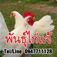 ขายพันธุ์ไก่แจ้ หลากสายพันธุ์ จัดส่งทั่วประเทศ