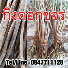 ขายกิ่งดอกขจรสารพันธุ์เกษตร ราคาถูก จัดส่งทั่วประเทศ