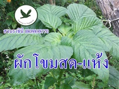 ผักโขมสด-แห้ง/ปลีก-ส่ง | สวนราชินี จ.กำแพงเพชร -  กำแพงเพชร