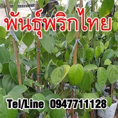 ขายส่งต้นพันธุ์พริกไทย ราคาถูก จัดส่งทั่วประเทศ | ฟามสุข - คลองหลวง ปทุมธานี