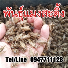 ขายไข่แมงสะดิ้ง ราคาถูก จัดส่งทั่วประเทศ | ฟามสุข - คลองหลวง ปทุมธานี