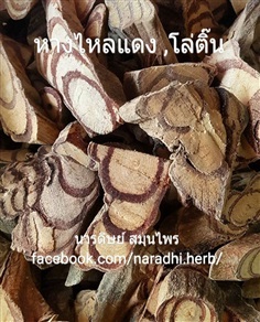 หางไหลแดง โล่ติ๊น เครือไหลน้ำ ไหลน้ำ โพตะโก้ส้า อวดน้ำ | นารดิษย์ สมุนไพร - คลองสามวา กรุงเทพมหานคร