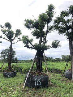 ต้นมั่งมี | สวนกมลทิพย์ แม่ออน เชียงใหม่ - แม่ออน เชียงใหม่