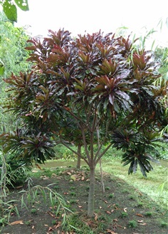 ต้นตีนเป็ด | ดรีมเดียร์การ์เด้น -  ปทุมธานี