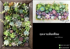 กุหลาบหินเทียม | laddagarden - ลาดหลุมแก้ว ปทุมธานี