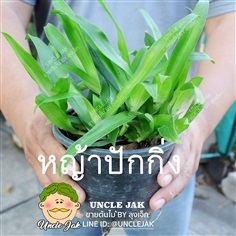 หญ้าปักกิ่ง  | Uncle Jak   - หนองแขม กรุงเทพมหานคร