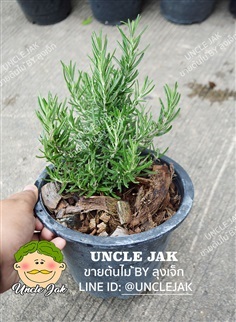 โรสแมรี่พุ่มตรง กระถาง 6กับ กระถาง8นิ้ว | Uncle Jak   - หนองแขม กรุงเทพมหานคร